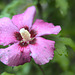 Hibiskus (Eibisch) Blüte