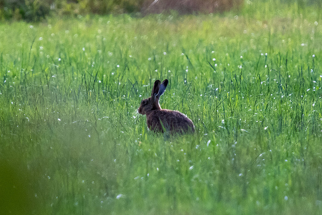 Hare