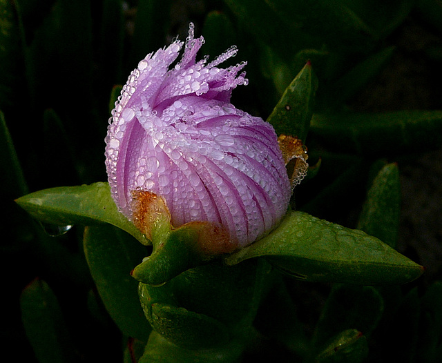 Je pleure de rosée