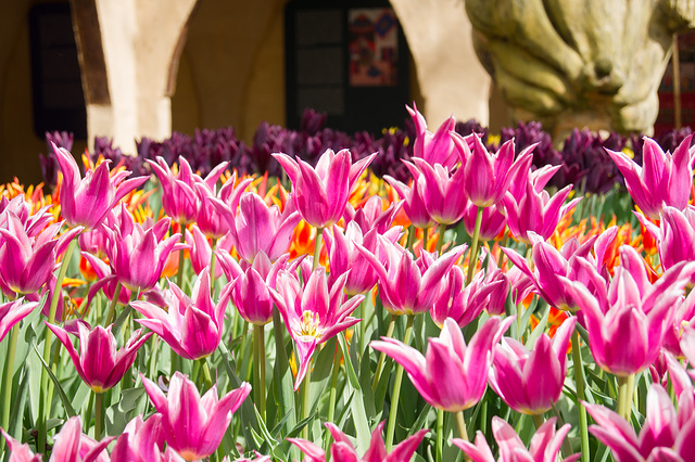 Niederlande - Fluwel Tulpenland DSC01696