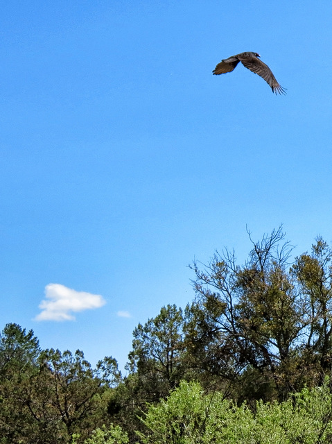 Turkey Vulture