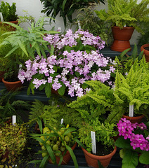 Streptocarpus