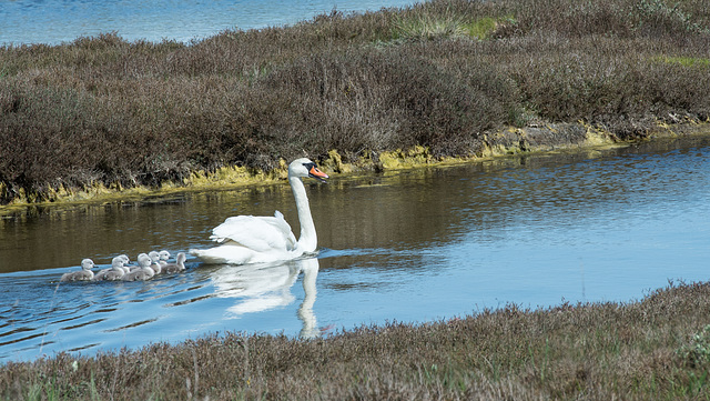 Höckerschwan mit Nachwuchs - 2016-04-27_D4 _DSC6841