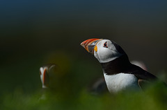 Puffin