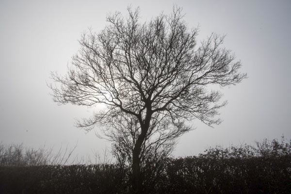 Misty Morning - Tree-DSB 2530