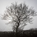 Misty Morning - Tree-DSB 2530