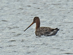 20170406 0149CPw [D~MS] Uferschnepfe (Limosa limosa), Rieselfelder, Münster