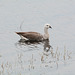 Argentino Lake, The Magellan Goose