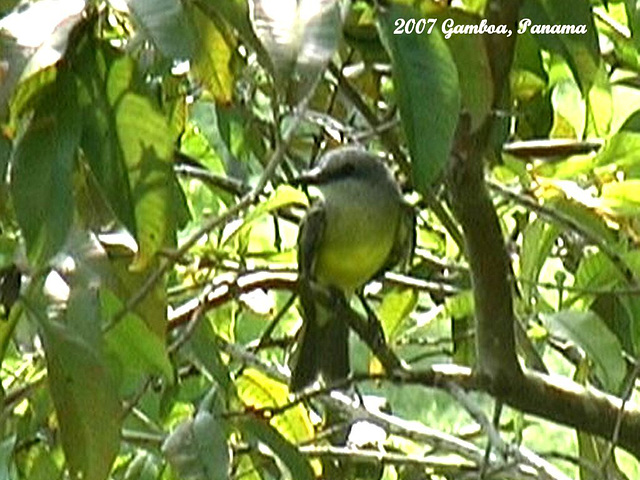 45 Tropical Mockingbird (Mimus gilvus)