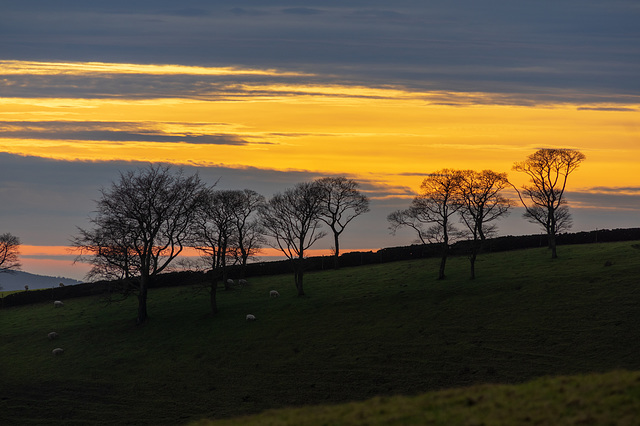 Winter trees sunset