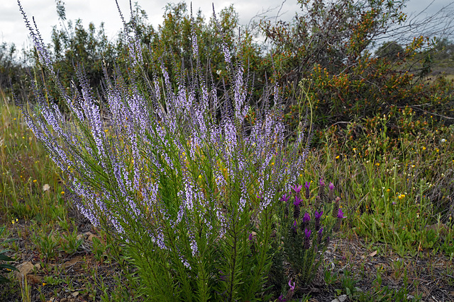 Anarrhinum bellidifolium, Penedos