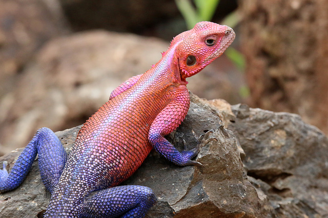 Mwanza flat-headed rock agama (Agama mwanzae)