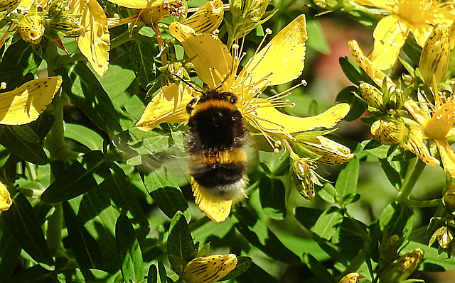 20200623 9042CPw [D~LIP] Erdhummel, Johanniskraut (Hypericum perforatum), Bad Salzuflen