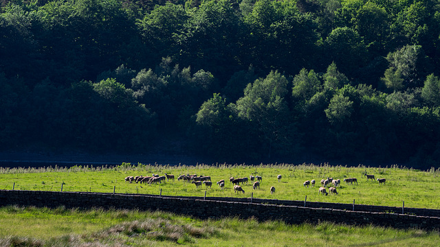 Sheep at Torside