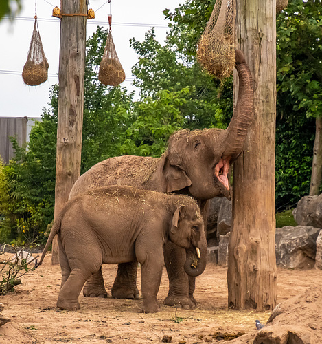 Elephants