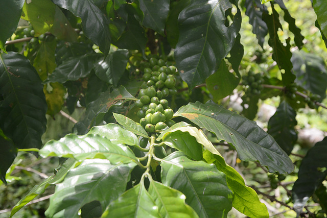 Honduras, Copan Ruinas, The Branch of Coffee-Tree with Coffee-Berries