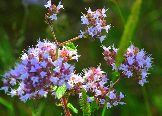 Origanum Majoraan