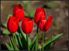 Tulipanes rojos