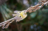 Das Wintergoldhähnchen (Regulus regulus) ist auch eine Runde geflogen :))  The goldcrest (Regulus regulus) also flew around :))  Le goldcrest (Regulus regulus) a également volé autour :))