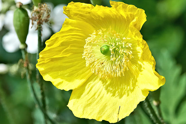 Welsh Poppy - Papaver cambricum