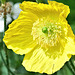 Welsh Poppy - Papaver cambricum