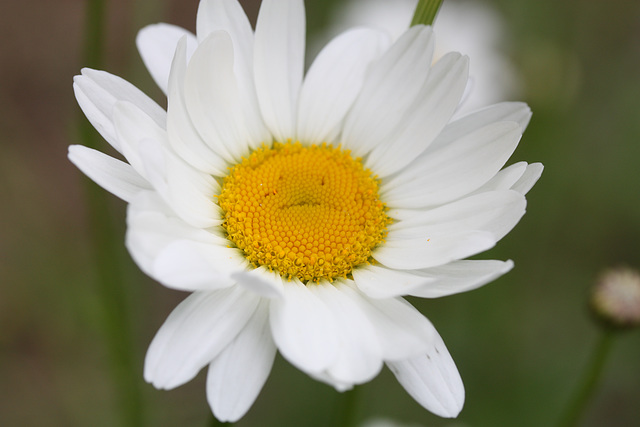 marguerite