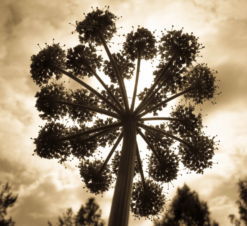 garden angelica