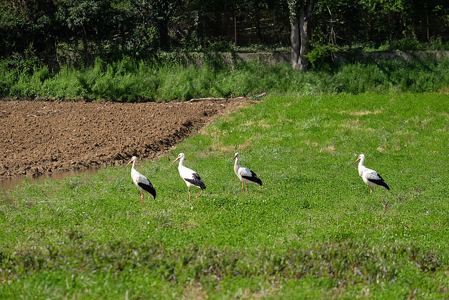 ORCHAMPS: Passages de cigognes.01 ( Ciconia )