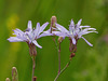 Blue Lettuce / Lactuca tatarica