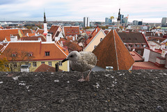 Eine Möwe in Tallinn