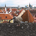 Eine Möwe in Tallinn