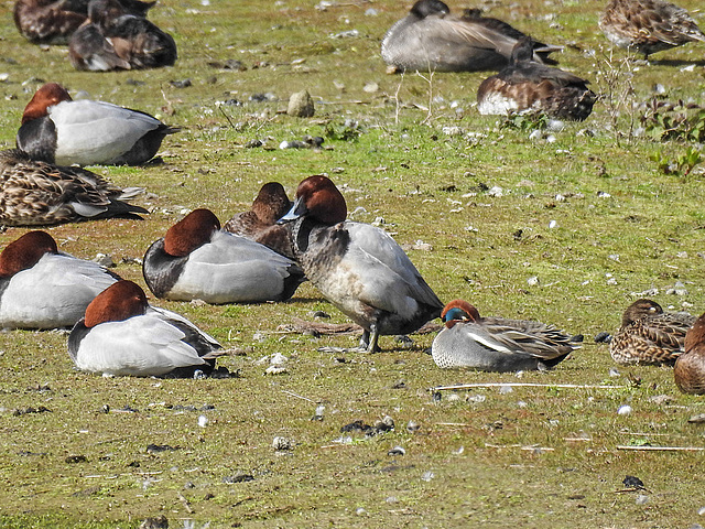 20170406 0151CPw [D~MS] Tafelente (Aythya ferina), Rieselfelder, Münster