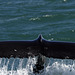 Humpback whale, Skjálfandi  DSC3394