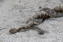 Rattlesnakes Mating