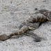 Rattlesnakes Mating