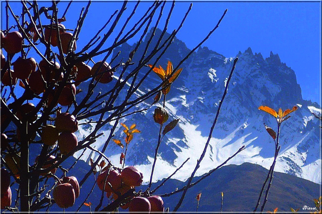 Pommes vers 3500m d'altitude
