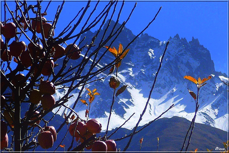 Pommes vers 3500m d'altitude