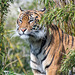 Tigress11