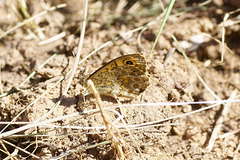 Mauerfuchs