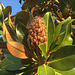 Magnolia grandiflora fruit.