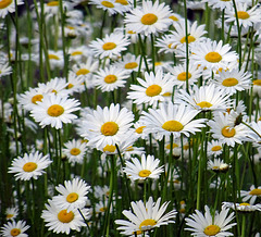 Daisies for your eyes !