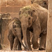 Elephants