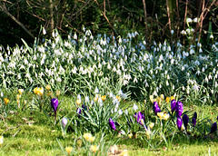 Frühlingsblumen