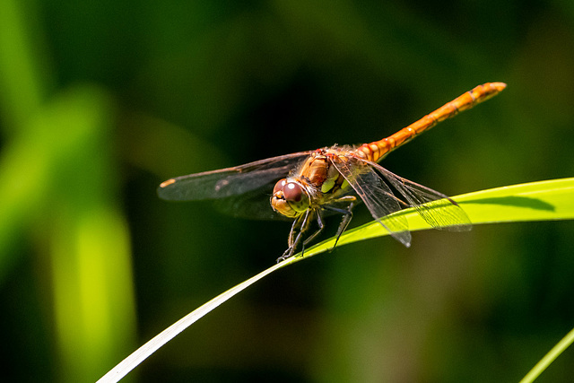 Common darter
