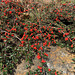Scrub with red berries on a wall.