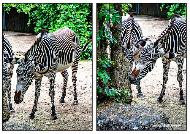 Tierpark