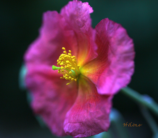 fleur de géranium