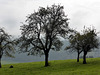 Bäume im Herbst