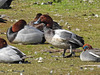 20170406 0154CPw [D~MS] Tafelente (Aythya ferina), Krickente, Rieselfelder, Münster