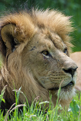 Lion "Massai"
